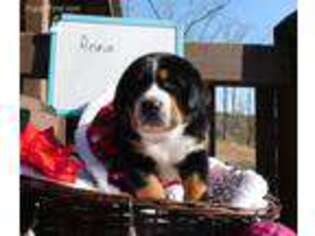 Greater Swiss Mountain Dog Puppy for sale in Clinton, AR, USA