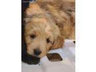 Goldendoodle Puppy for sale in Zanesville, OH, USA