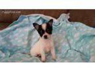Chihuahua Puppy for sale in Milford, PA, USA