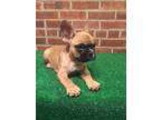 French Bulldog Puppy for sale in Montclair, NJ, USA