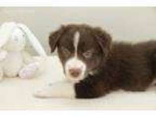 Border Collie Puppy for sale in Daytona Beach, FL, USA