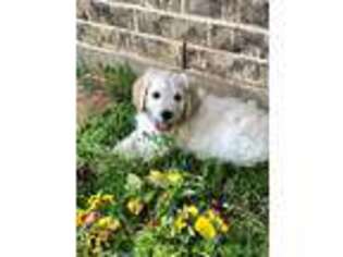 Goldendoodle Puppy for sale in Keller, TX, USA