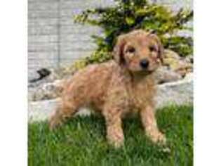 Goldendoodle Puppy for sale in Knoxville, TN, USA
