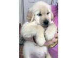 Golden Retriever Puppy for sale in Dallas, TX, USA