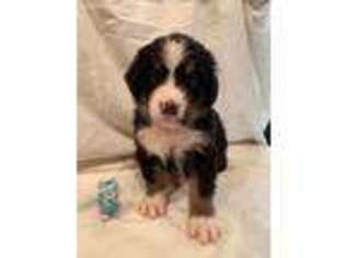 Bernese Mountain Dog Puppy for sale in Enon, OH, USA