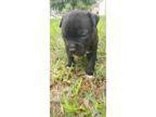 Staffordshire Bull Terrier Puppy for sale in Houston, TX, USA