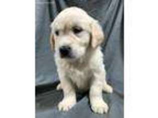 Golden Retriever Puppy for sale in Odessa, MO, USA