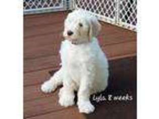 Goldendoodle Puppy for sale in Westminster, MD, USA