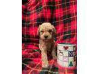 Labradoodle Puppy for sale in Cleveland, OH, USA