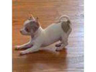 Chihuahua Puppy for sale in Linden, NJ, USA