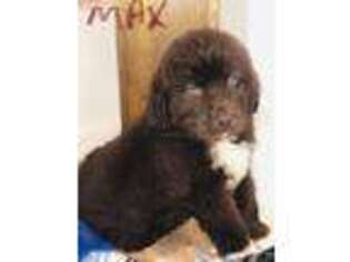 Newfoundland Puppy for sale in Greenfield, OH, USA