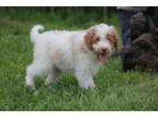 Mutt Puppy for sale in West Salem, OH, USA