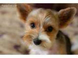 Yorkshire Terrier Puppy for sale in Santa Maria, CA, USA