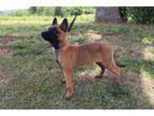 Belgian Malinois Puppy for sale in Bentonville, AR, USA