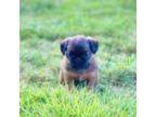 Brussels Griffon Puppy for sale in Florence, AL, USA