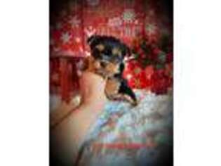 Yorkshire Terrier Puppy for sale in Idabel, OK, USA