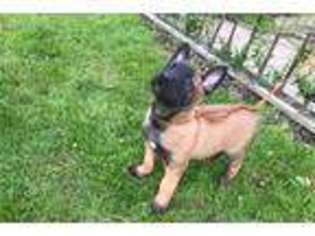 Belgian Malinois Puppy for sale in Fayetteville, AR, USA