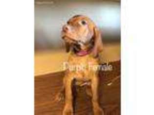 Vizsla Puppy for sale in Kouts, IN, USA