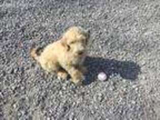 Goldendoodle Puppy for sale in Jamestown, TN, USA