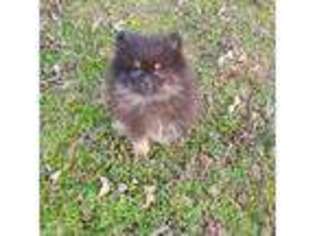 Pomeranian Puppy for sale in Shady Point, OK, USA