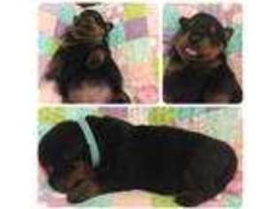 Rottweiler Puppy for sale in Louisville, KY, USA
