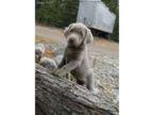 Labrador Retriever Puppy for sale in Athol, ID, USA