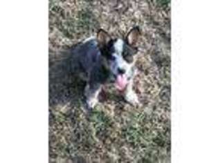 Australian Cattle Dog Puppy for sale in Glenwood, MO, USA