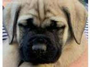 Medium Photo #1 Mastiff Puppy For Sale in Greeneville, TN, USA