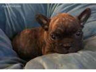 French Bulldog Puppy for sale in Stafford, KS, USA