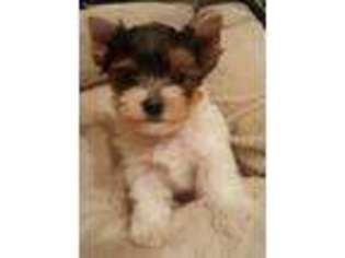 Yorkshire Terrier Puppy for sale in Waller, TX, USA