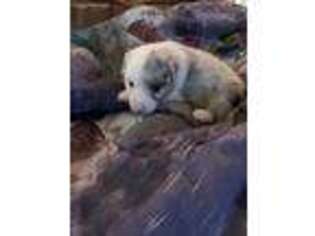 Australian Shepherd Puppy for sale in Shelby, NC, USA