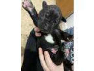 Great Dane Puppy for sale in Galveston, IN, USA