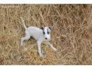Whippet Puppy for sale in Redding, CA, USA