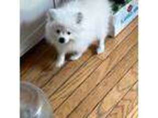 Pomeranian Puppy for sale in White Marsh, MD, USA