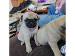 Pug Puppy for sale in Edgerton, WI, USA