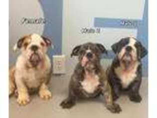 Bulldog Puppy for sale in Tempe, AZ, USA