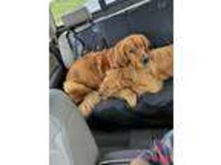 Golden Retriever Puppy for sale in Rosemount, MN, USA