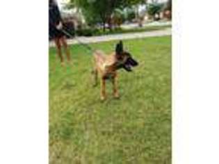 Belgian Malinois Puppy for sale in Melissa, TX, USA