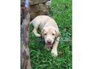 Labrador Retriever Puppy for sale in Lilburn, GA, USA