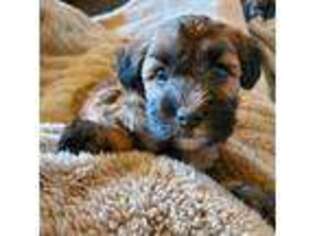 Soft Coated Wheaten Terrier Puppy for sale in Phoenix, AZ, USA