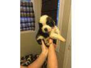 Saint Bernard Puppy for sale in Sikeston, MO, USA