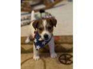 Jack Russell Terrier Puppy for sale in Mount Gilead, NC, USA