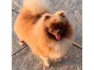 Pomeranian Puppy for sale in Tiskilwa, IL, USA