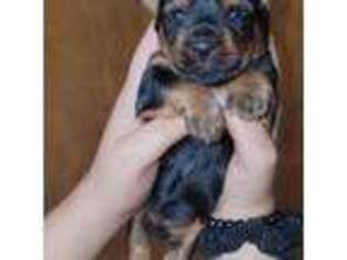 Yorkshire Terrier Puppy for sale in Ocala, FL, USA