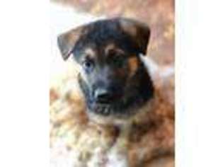 German Shepherd Dog Puppy for sale in Caroline, WI, USA