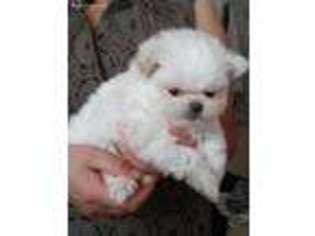Maltese Puppy for sale in Montebello, CA, USA