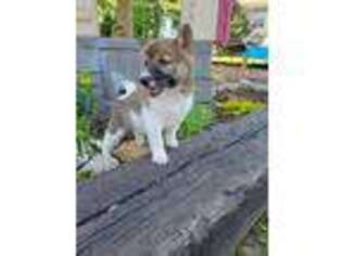 Shiba Inu Puppy for sale in New Holland, PA, USA
