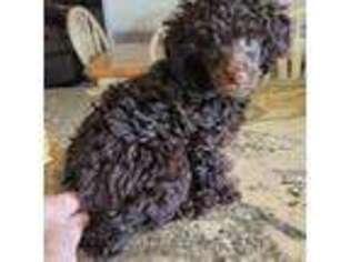 Mutt Puppy for sale in Grand Saline, TX, USA