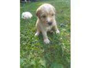 Labrador Retriever Puppy for sale in Summerfield, NC, USA
