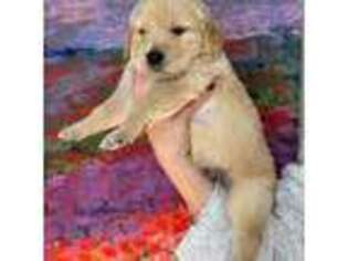 Golden Retriever Puppy for sale in Stonington, CT, USA